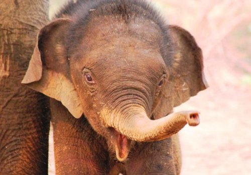 Прелестные слоники, которые подарят вам улыбку (25 фото)