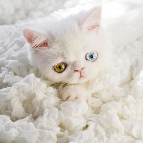 Пам-Пам, крошечный котёнок с гетерохромией, чьи глаза вас заворожат (11 фото)