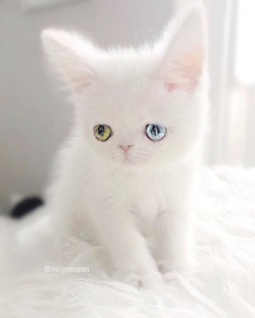 Пам-Пам, крошечный котёнок с гетерохромией, чьи глаза вас заворожат (11 фото)