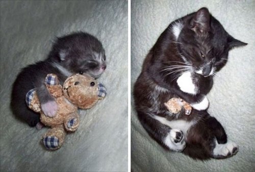 Очаровательные животные, спящие в обнимку с игрушками. Часть 1 (28 фото)