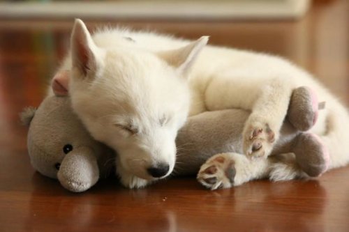 Очаровательные животные, спящие в обнимку с игрушками. Часть 2 (26 фото)