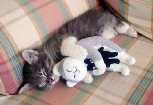Очаровательные животные, спящие в обнимку с игрушками. Часть 2 (26 фото)
