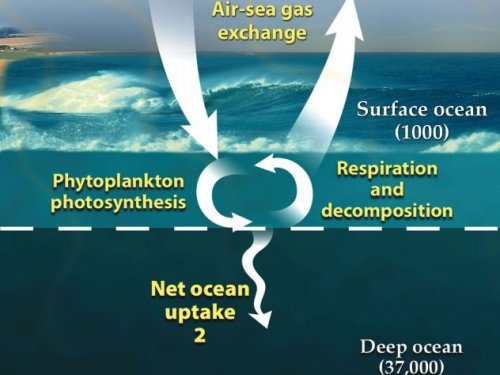 Топ-10: удивительные факты про морские глубины, о которых не все знают