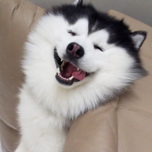 Мару — самый счастливый хаски в Instagram (19 фото)