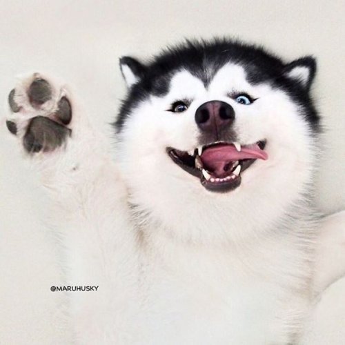 Мару — самый счастливый хаски в Instagram (19 фото)