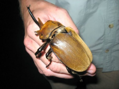 Топ-25: самые большие насекомые, от вида которых захватывает дух