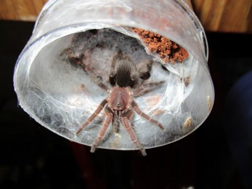 Эта женщина живет под одной крышей с 1500 домашними тарантулами