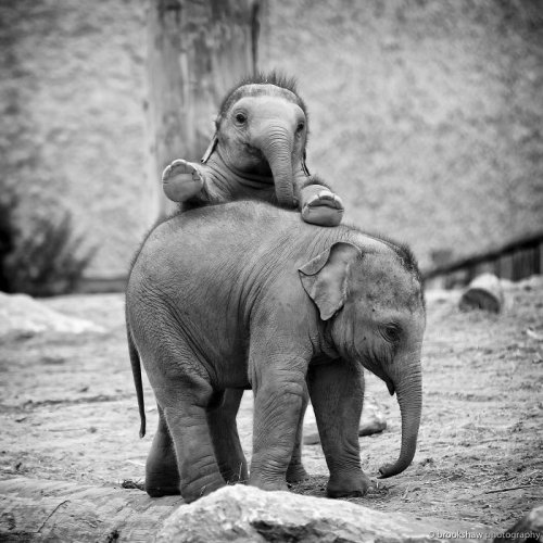 Очаровательные слонята, которые вызовут вашу улыбку (34 фото)