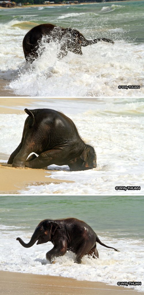Очаровательные слонята, которые вызовут вашу улыбку (34 фото)