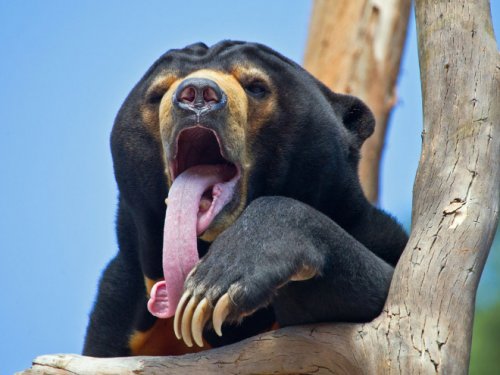 Медведи, у которых закончились аргументы в споре (12 фото)