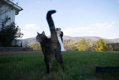 Смешные кошки, идеально испортившие фотографии (10 фото)