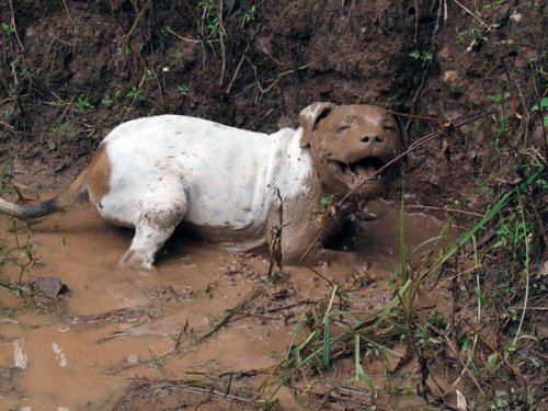 Убедительные причины, по которым собакам нельзя разрешать играться в грязи (23 фото)