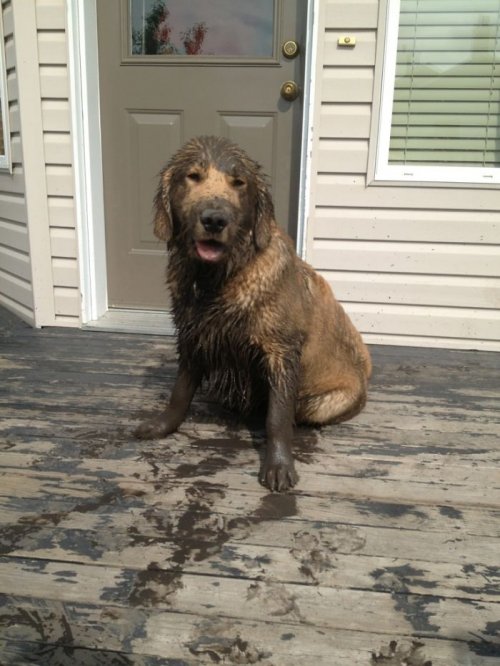 Убедительные причины, по которым собакам нельзя разрешать играться в грязи (23 фото)
