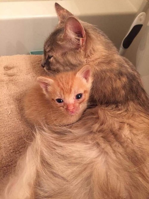 Потерявшая котят кошка стала чудесной матерью для осиротевшего котёнка (7 фото + видео)