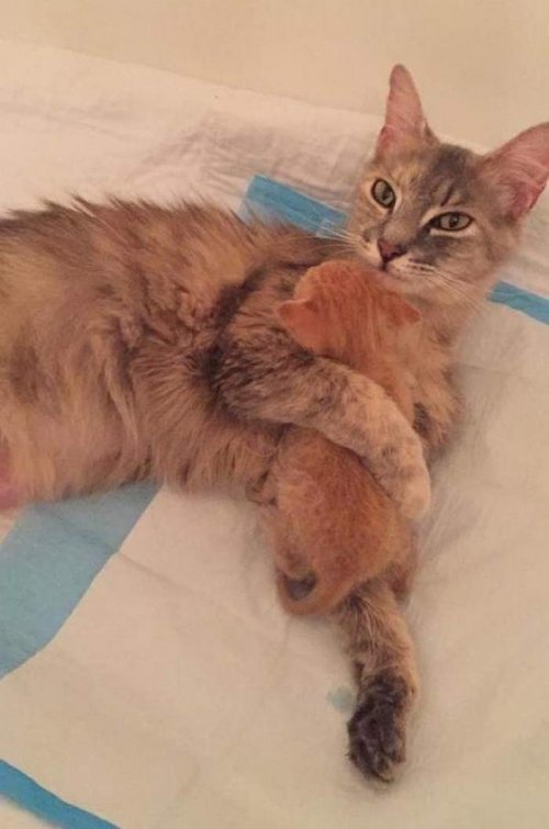 Потерявшая котят кошка стала чудесной матерью для осиротевшего котёнка (7 фото + видео)