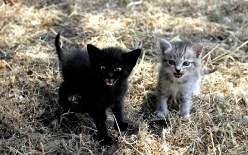 Сердитые котята, которые заставят вас улыбнуться (23 фото)