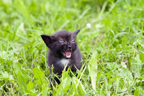 Сердитые котята, которые заставят вас улыбнуться (23 фото)