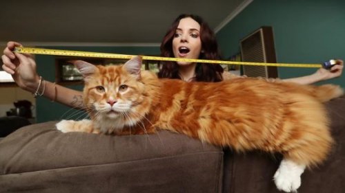 Мейн-кун Омар из Австралии — самая длинная кошка в мире (8 фото)