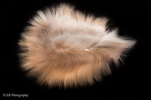 Морские свинки, локонам которых позавидует любая длинноволосая красавица (29 фото)