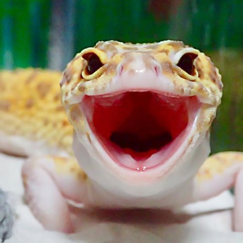 Самый улыбчивый геккон, который поднимет вам настроение (9 фото)
