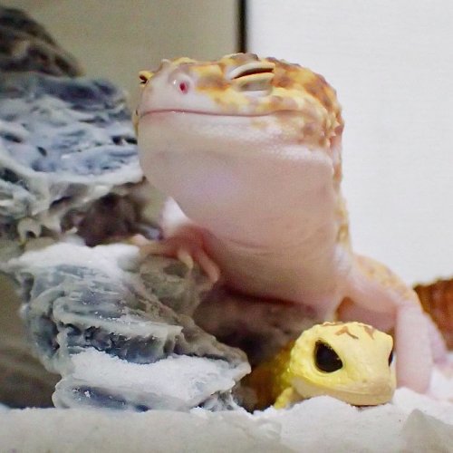 Самый улыбчивый геккон, который поднимет вам настроение (9 фото)
