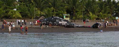 "Мёртвый кит" на филиппинском побережье как предостережение об угрозе гибели океана (7 фото)