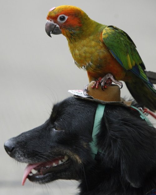Необычная и очаровательная дружба между животными разных видов (34 фото)