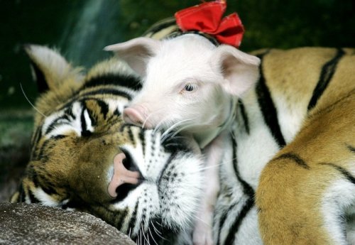 Необычная и очаровательная дружба между животными разных видов (34 фото)