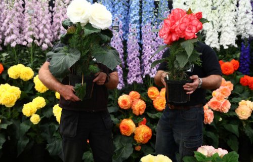 Цветочная выставка Chelsea Flower Show 2017 в Лондоне (18 фото)