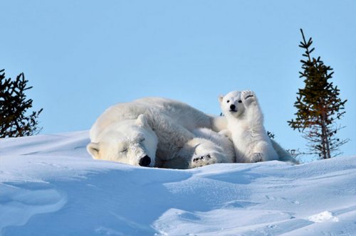 Приветствующий полярный медвежонок и фотожабы на него (13 фото)
