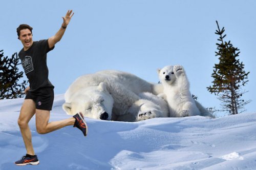 Приветствующий полярный медвежонок и фотожабы на него (13 фото)