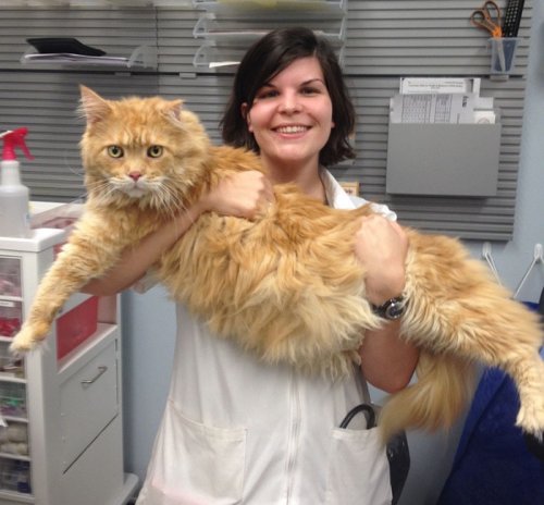 Работа мечты: ирландская ветклиника объявила о вакансии "обнимателя кошек" (8 фото)