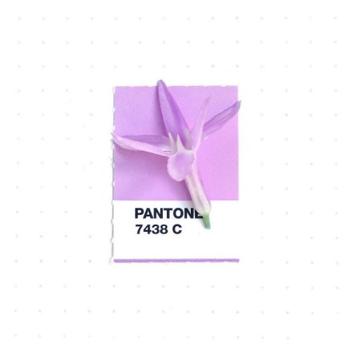 Дизайнер сочетает повседневные предметы с образцами палитры цветов Pantone (18 фото)