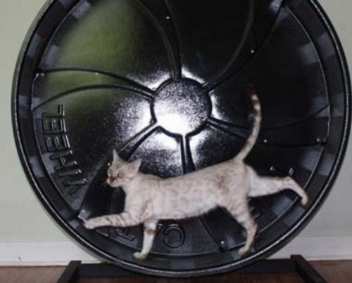 Кошки, которые зачем-то притворяются хомяками (10 фото)