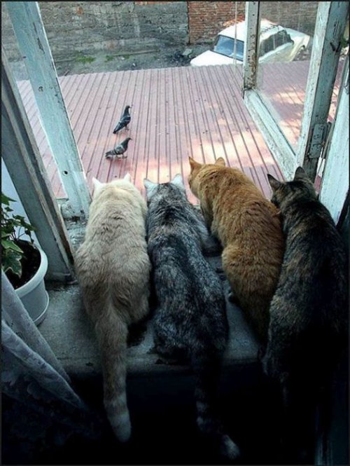 Кошки-партизанки, которые за всеми следят (26 фото)