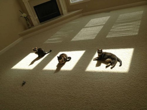Прелестные кошки, которые по-настоящему умеют наслаждаться солнцем. Часть I (26 фото)