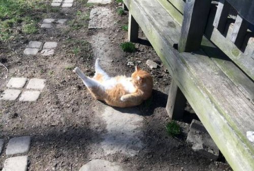 Прелестные кошки, которые по-настоящему умеют наслаждаться солнцем. Часть I (26 фото)