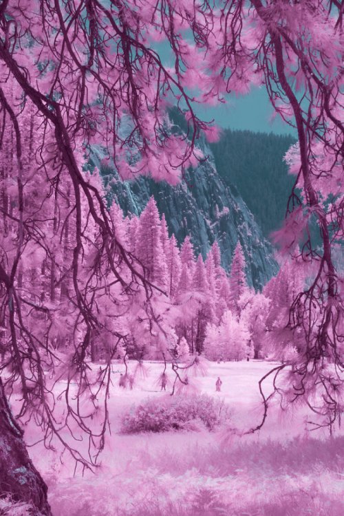 Инфракрасные снимки парка Йосемити, похожего на другую планету (13 фото)