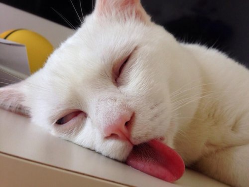 Смешные кошки с высунутыми языками (15 фото)
