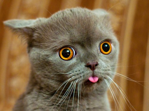 Смешные кошки с высунутыми языками (15 фото)