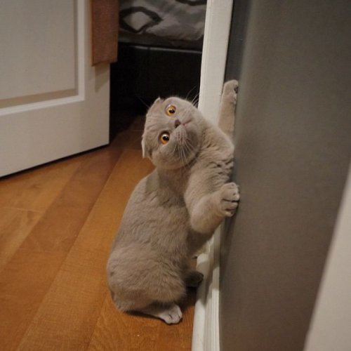 Смешные кошки, которые делают странные вещи (34 фото)
