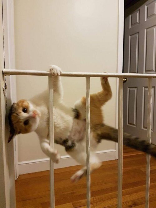 Смешные кошки, которые делают странные вещи (34 фото)