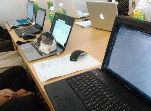 Японская IT-компания, по офису которой свободно разгуливают кошки (10 фото)