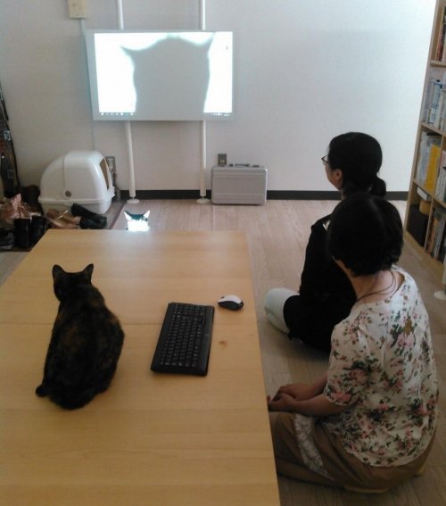 Японская IT-компания, по офису которой свободно разгуливают кошки (10 фото)