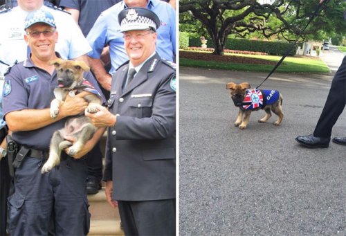 Полицейский пёс Гэвел, которого уволили за… излишнее дружелюбие (8 фото)