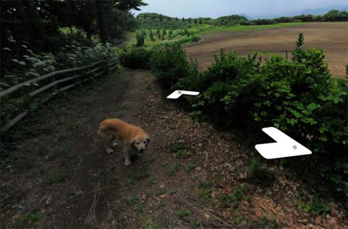 В Южной Корее пёс следовал за фотографом Google Street View, каждый раз попадая в кадр (10 фото)