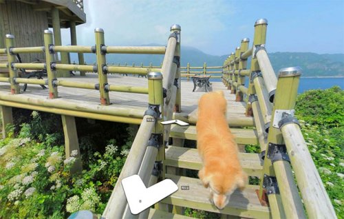 В Южной Корее пёс следовал за фотографом Google Street View, каждый раз попадая в кадр (10 фото)