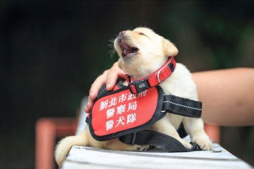 Очаровательное щенячье пополнение в полицейском подразделении К-9 Тайваня (10 фото)