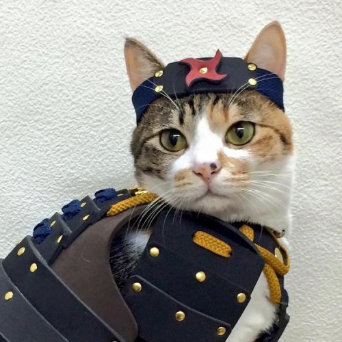 Доспехи для кошек и собак от японской компании Samurai Age (13 фото)