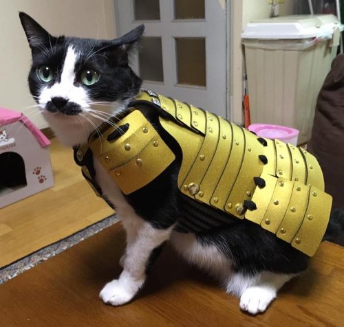 Доспехи для кошек и собак от японской компании Samurai Age (13 фото)